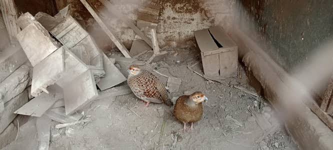 Teetar Young Adult Breeder Pair