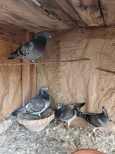 Qasid pigeons