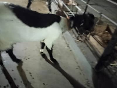 bakri