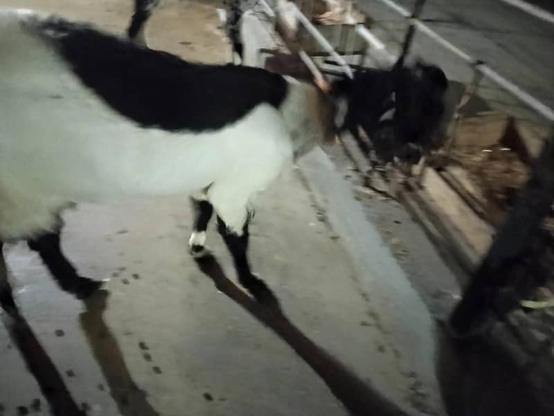 bakri 0