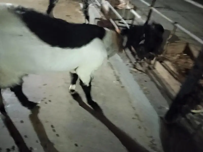 bakri