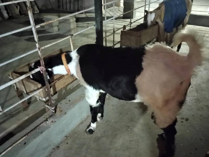 bakri 1