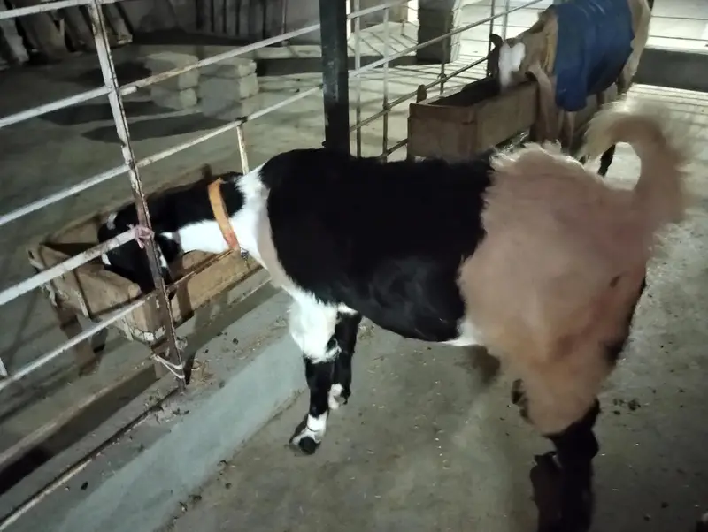 bakri — photo 2