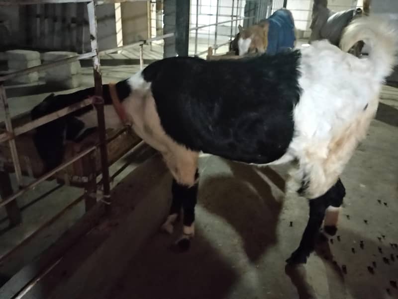 bakri 2