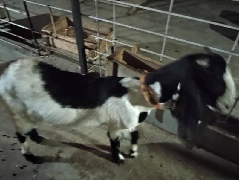 bakri 3