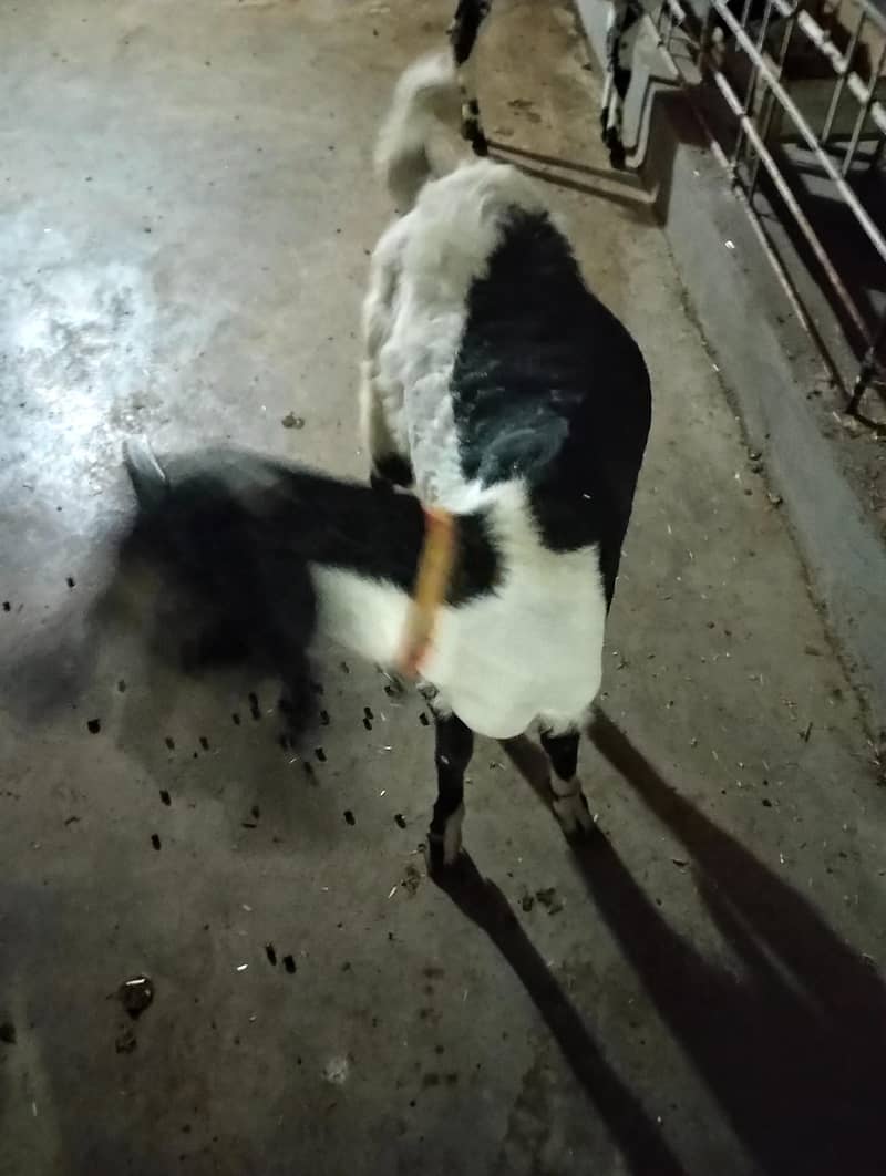 bakri 4