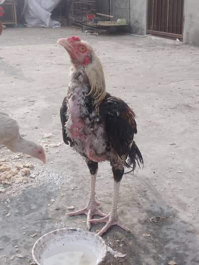 Aseel murga sale giift