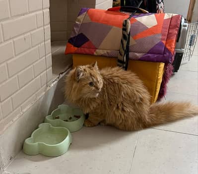 Persian cat USA import