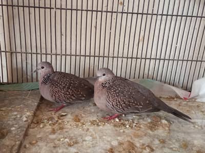 Crested Dove Breeder Pair
