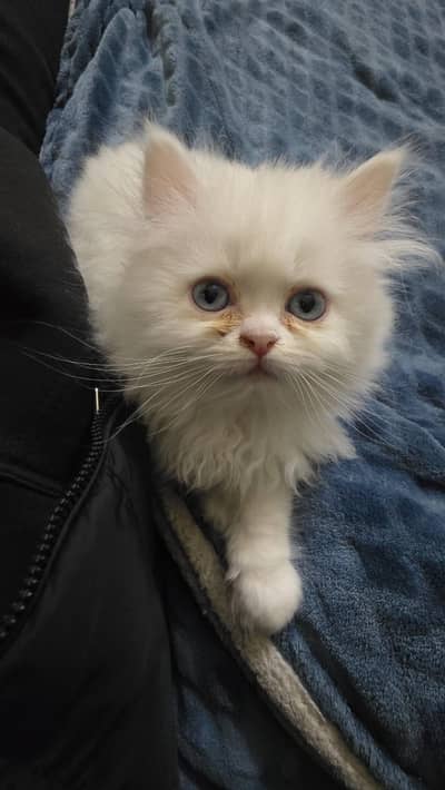 Persian kitten triple coat