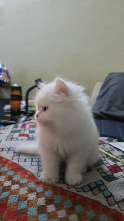 Persian kitten triple coat | semi punched face.