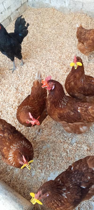 lohman 10 female stater hen for sale