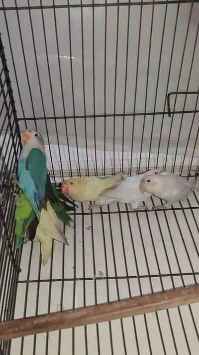 RS. 500 per Peice Mix colour Lovebird Home Breed