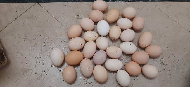 pure desi eggs_Fresh desi eggs_organic desi eggs_wholesale&retail