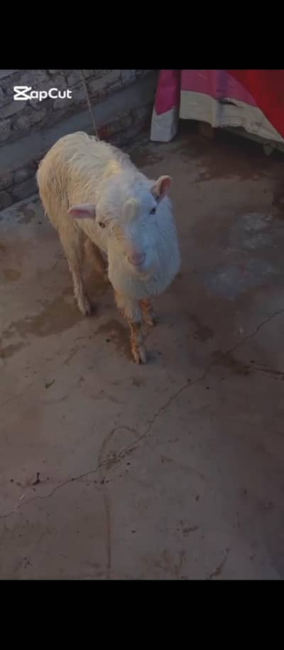 0size male teeda location Hyderabad