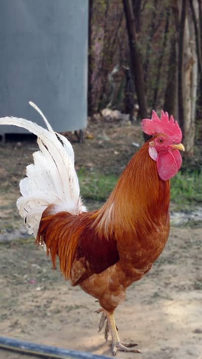 3 Beautiful Roosters for Sale - Golden, Buff & Black (Home Raised)