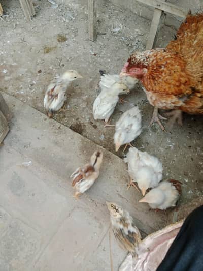 Aseel chicks