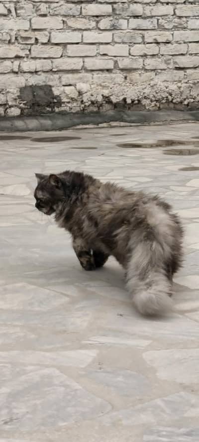 female cat multy color avalibal simi punch face or litter train hn