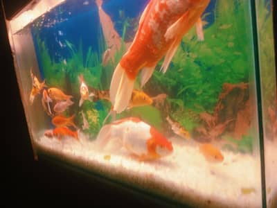 Shubunkin gold fish big size 1 feet plus size pair for sale