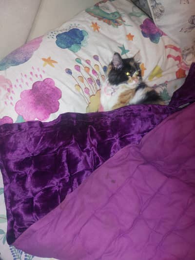 persian calico cross  4 month old female kitten tripple coat