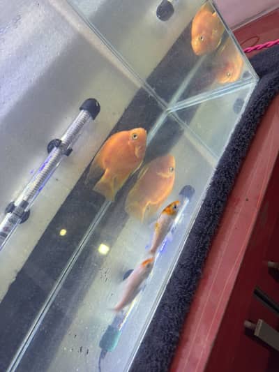 Big size parrot fish (Orange colour)