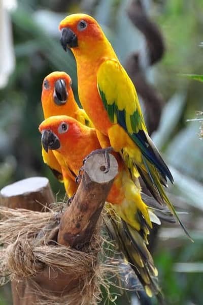 Sunconure Chicks