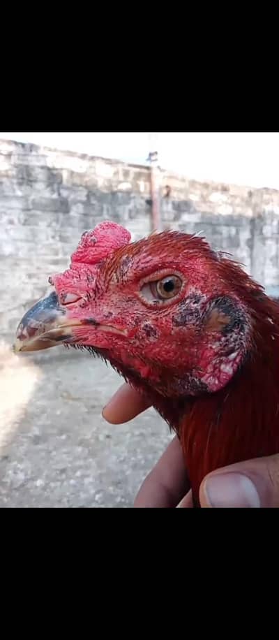 Pakoya+Trat male imported bird for sale Cp. farm