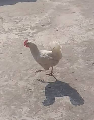 Dasi hens eggs laying