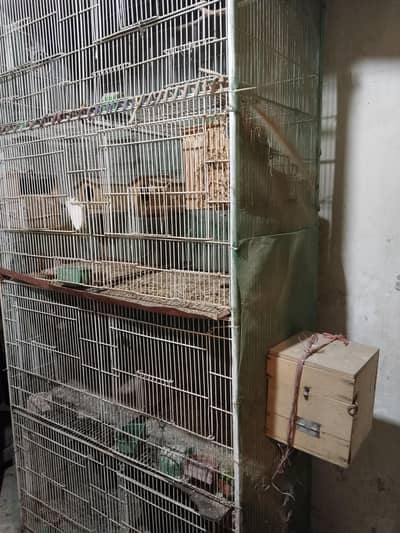 Birds Cage
