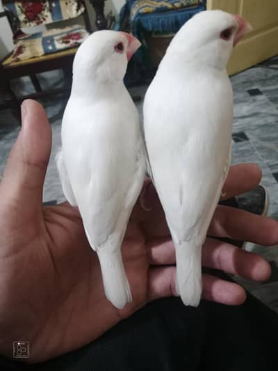 hand tame white java