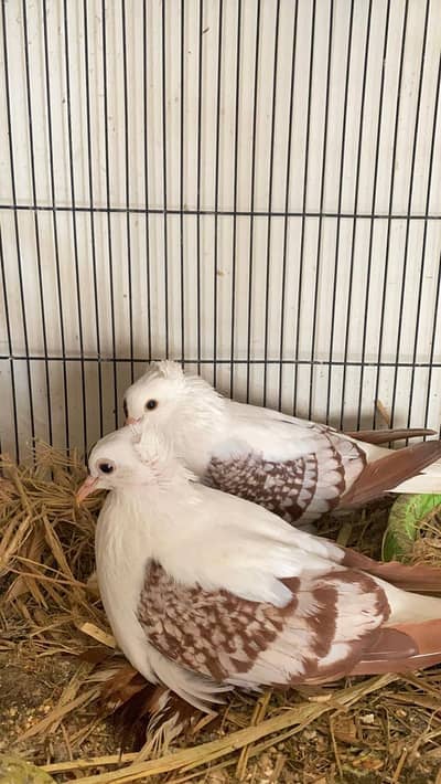 All birds breeder guaranted