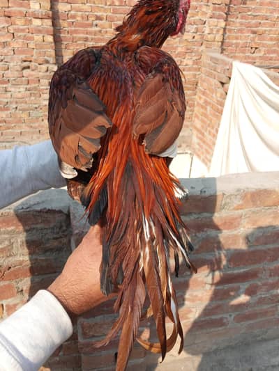 aseel murga for sale