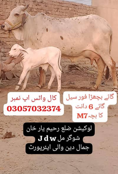 gay bachhra for sale