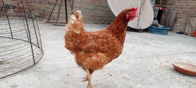 dasi murgiyan ande Shuru kiye bahut hi acchi hi 03256512525