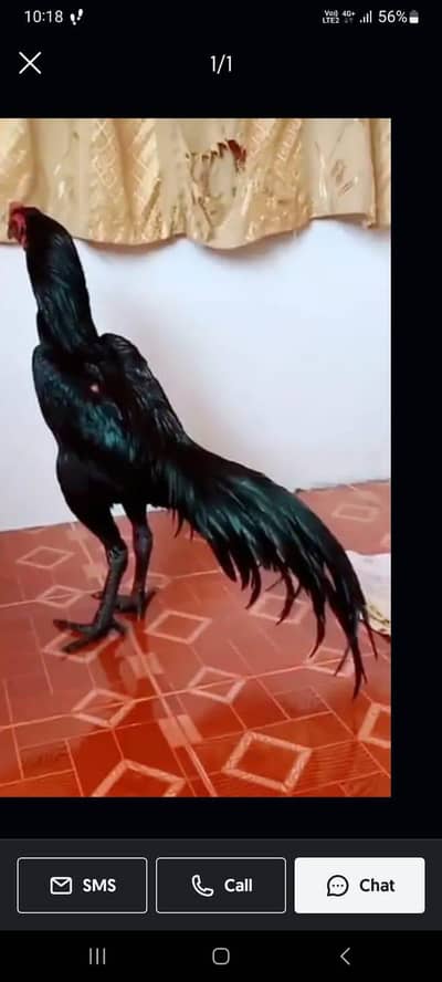 breed aseel heera my WhatsApp number 03410473472