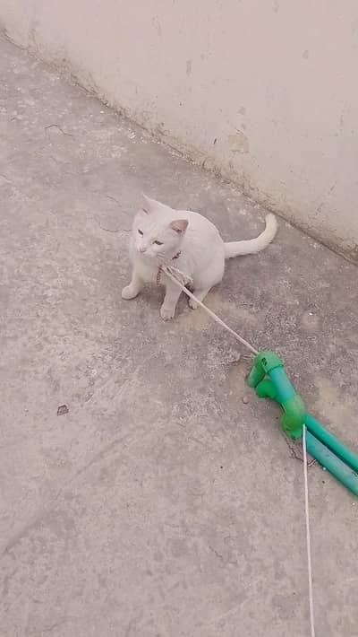 Persian cat for sale