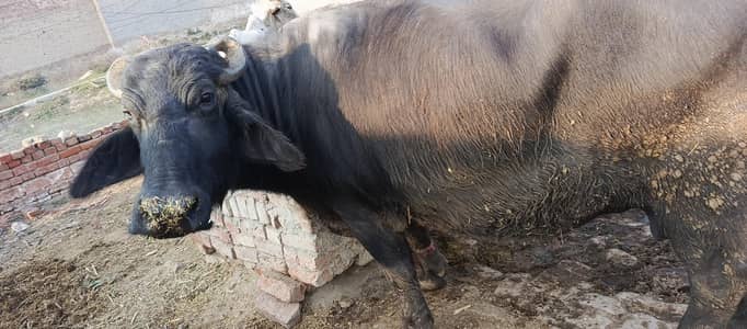 Female Buffalo for sale.