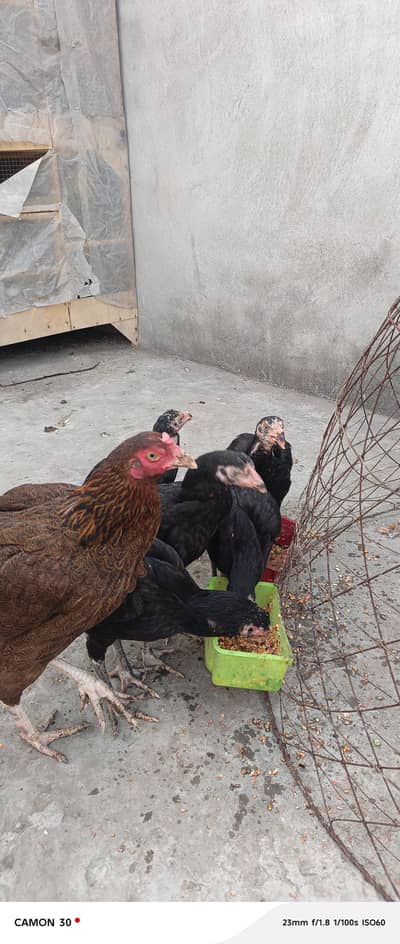 aseel thia pathay pathia chicks hens amrohi cheeni