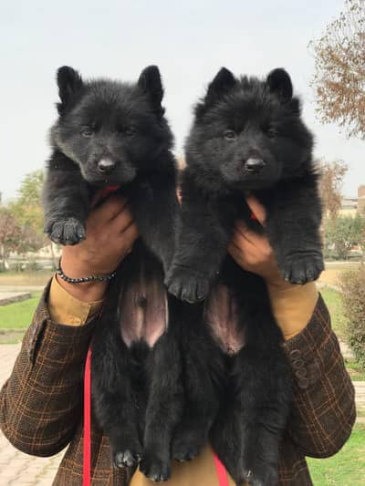 black German Shepherd long coated fare two 2month for sale