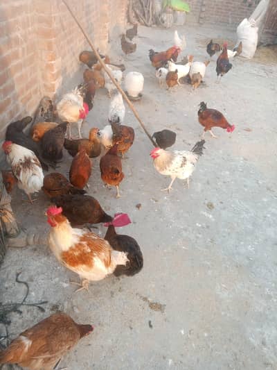 Golden Misri hen egg laying