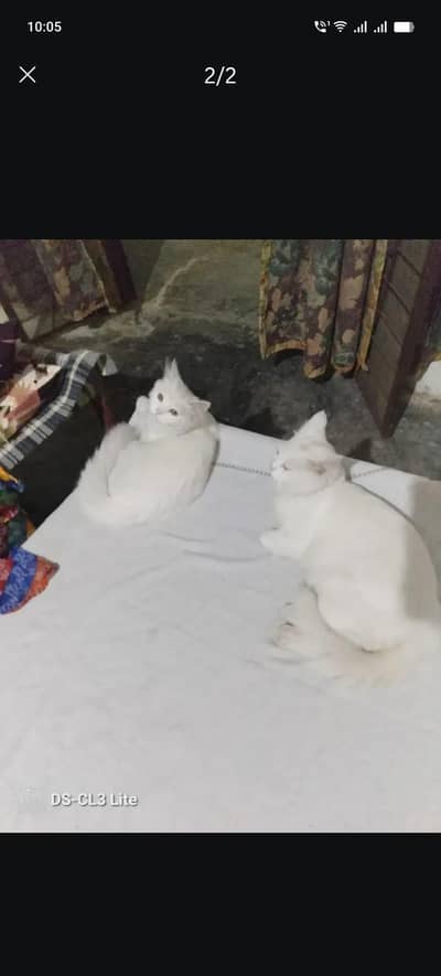 Pair of cats for sale urgent