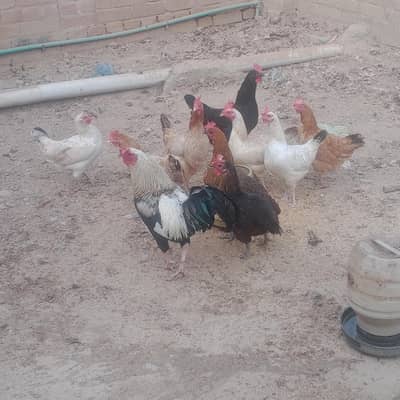 egg laying hens