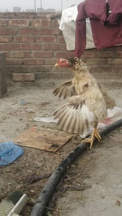 aseel Aseel hens females female hen Thai mianwali Reza amroha sindhi h