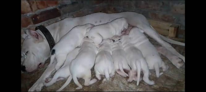IMPORT QUALITY DOGO ARGENTINO PUPPIES AVAILABLE FOR SALE