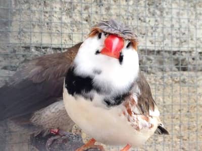 Common and Crusted zebra finches pair Available