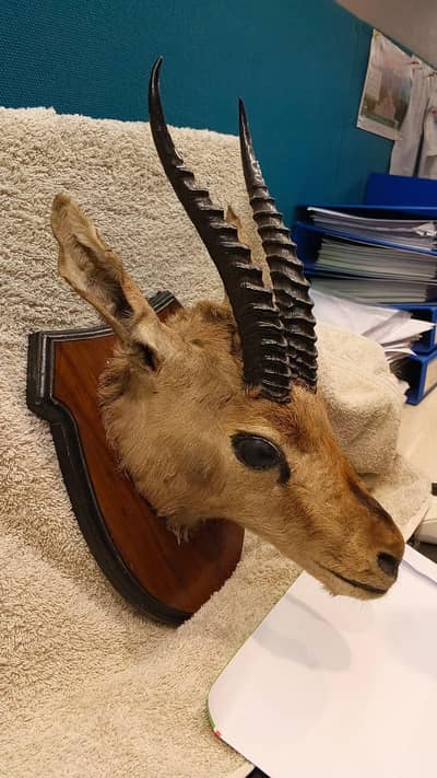 Real Head Of Deer