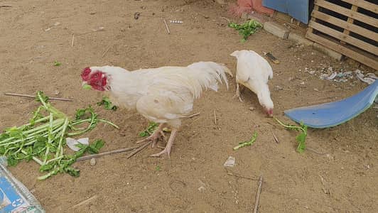 ASEEL HEERA PAIR FOR SALE URGENT