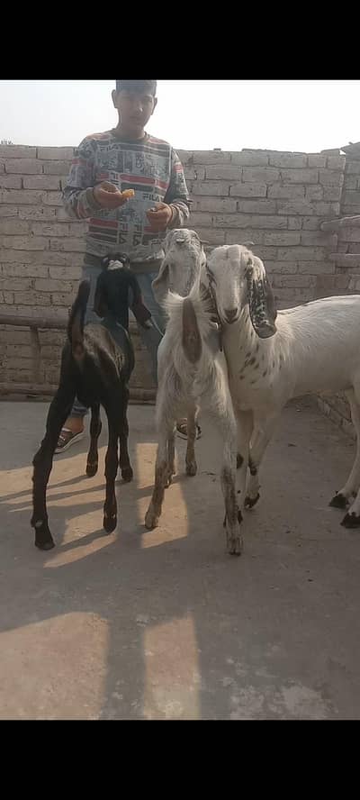 2 female 1 male for sale