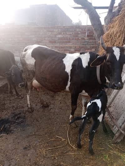 Urgent Cow for sale Fresh Delivery ha baby cow girl