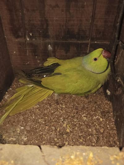 breeder male for sale